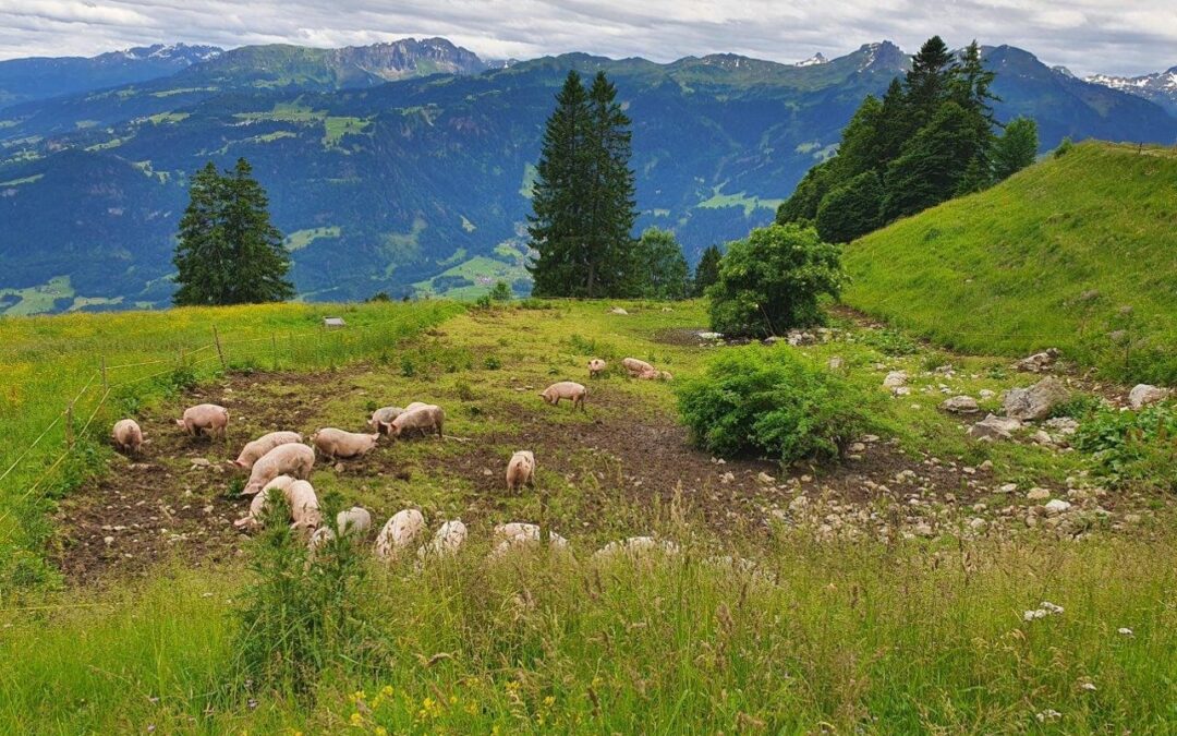 Alpschweine Tagung Ost