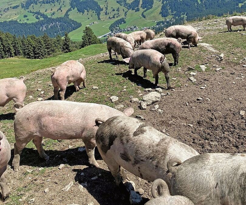 Schweine auf der Alp fressen Schotte